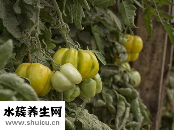 火龙果仔怎么种