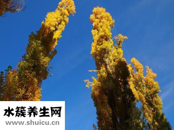 杨树叶怎么吃