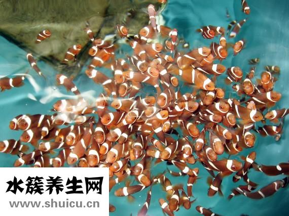 热带鱼怎么分辨公母