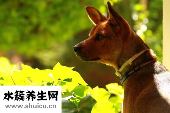 狗狗异物怎么取出