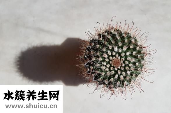 眼皮上肉多怎么办