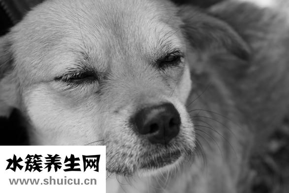 怎么自学宠物兽医
