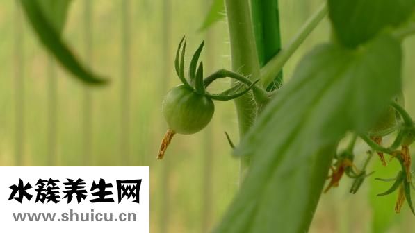 脸圆怎么了