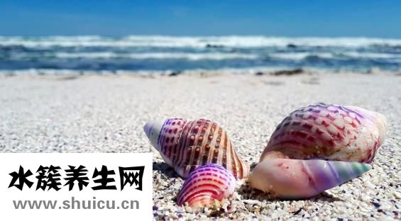 贝壳头真假怎么看