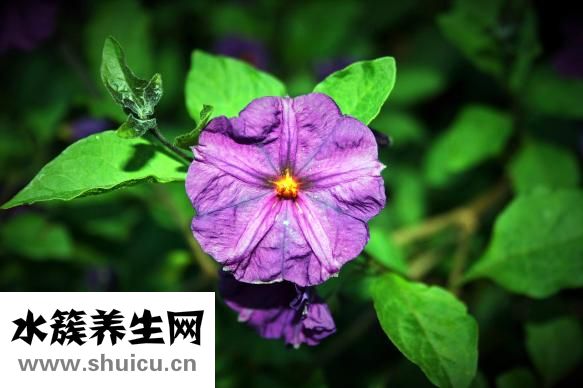油炸红薯片怎么做