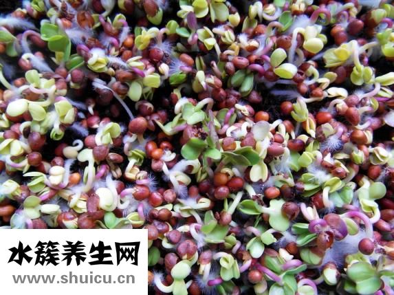 土豆怎么不长芽