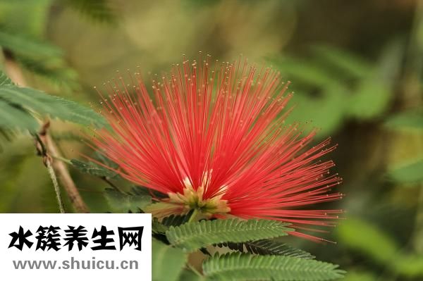 怎么画仙子