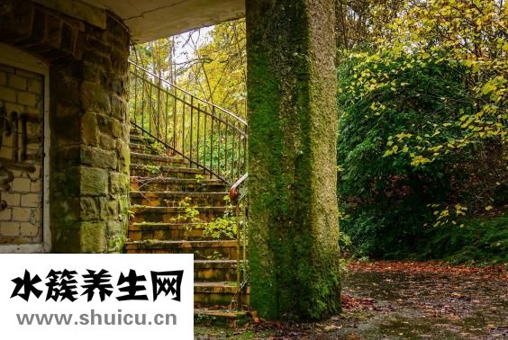 白菜怎么做减肥