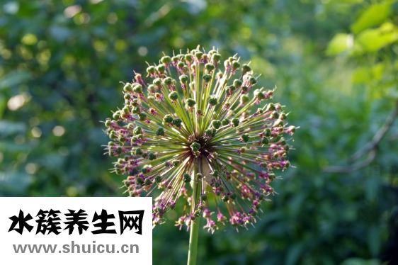 天涯蒜头鼻怎么变小
