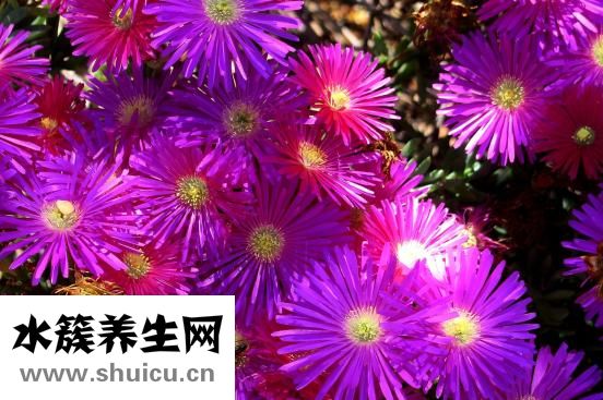 没有工具怎么做豆浆