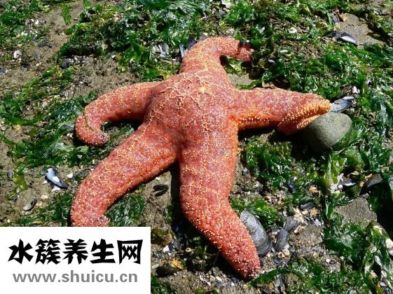 海星怎么去毒？需要到正规医院进行治疗