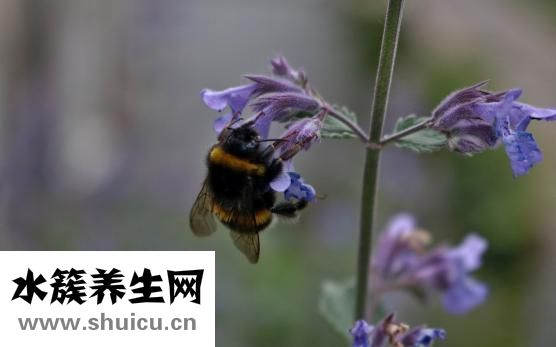 蜂蜜膏怎么喝