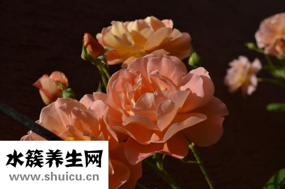 白颜色是怎么来的
