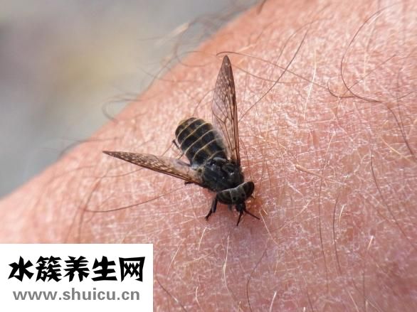 换狗粮拉稀怎么办