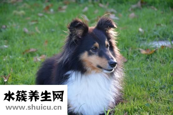 泰迪狗拉血怎么办