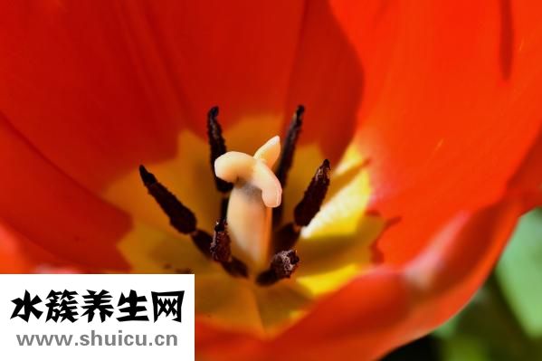 毒蛇咬到怎么办