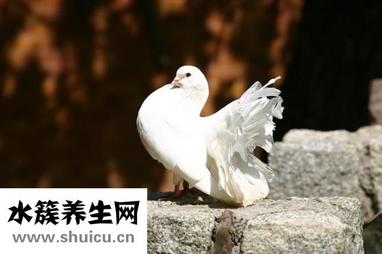 在鸟市怎么挑选鸽子