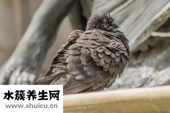 在鸟市怎么挑选鸽子