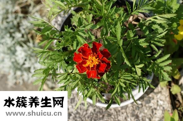 白菜炒鱿鱼怎么做