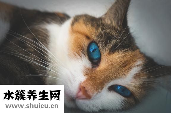 菜有点苦怎么办