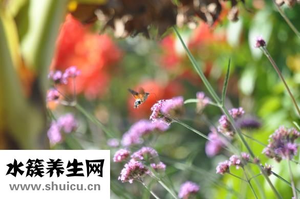 女生睫毛怎么变长