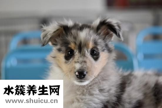比熊小狗痒痒怎么办