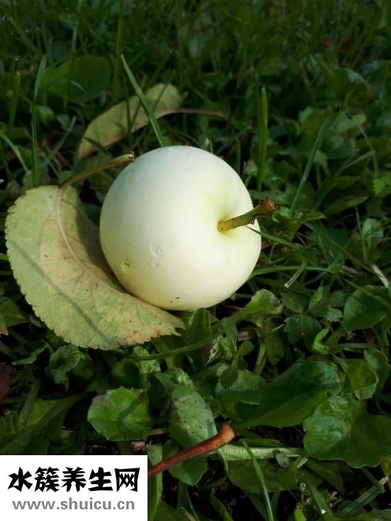澳洲虾怎么做