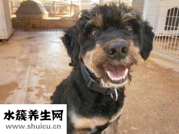泰迪狗拉血怎么办