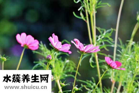 轻度高血压怎么调理