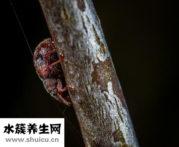 土元虫卵怎么保存