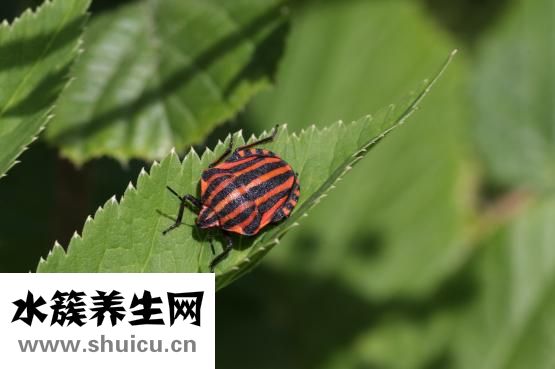 换狗粮拉稀怎么办