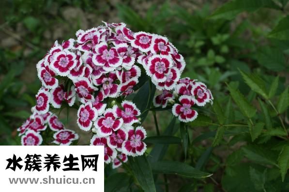 轻度高血压怎么调理