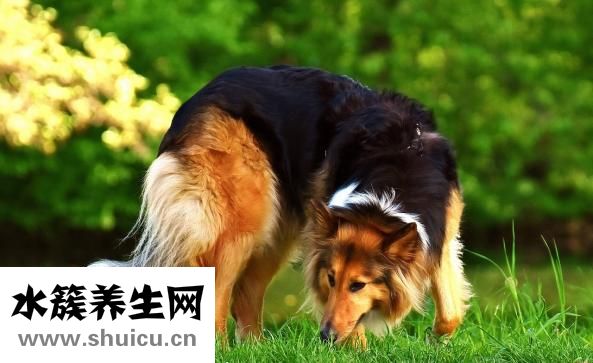 狗狗耳边感染怎么办