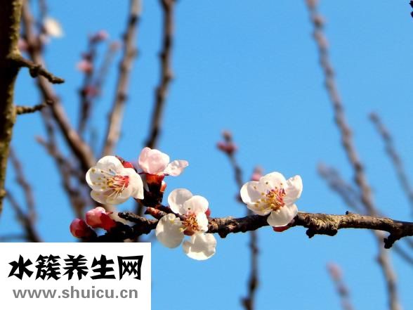 蜂蜜膏怎么喝