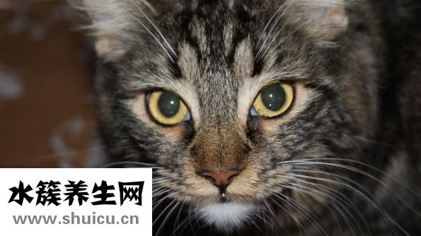 怎么和猫咪交流