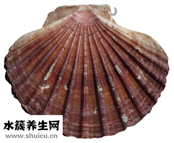 扇贝怎么挑