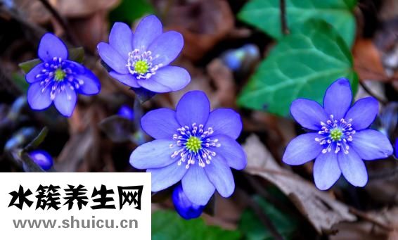 怎么做辣炒扇贝