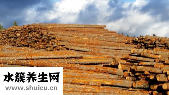 笨狗反肠子怎么办