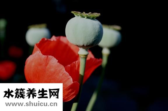 油泼辣子怎么做好吃