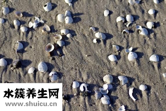 怎么做辣炒扇贝