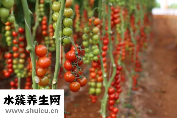 舌强语謇怎么治疗