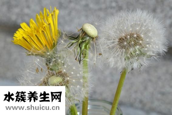 扁豆怎么种