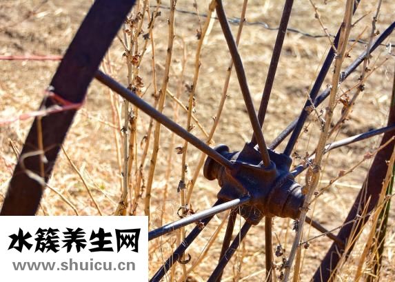 紫癜病怎么治疗