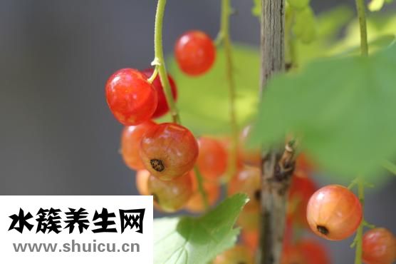 流年盘怎么制作