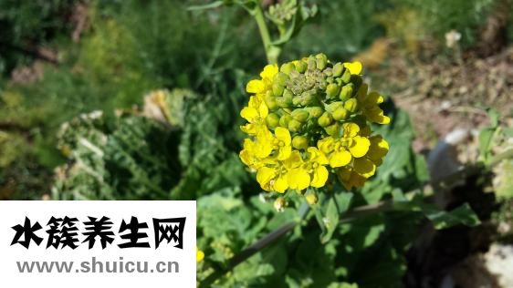 舌强语謇怎么治疗