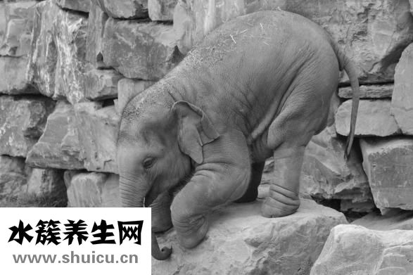 男猫女猫怎么认