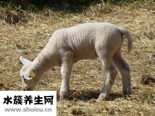 杀猪怎么放血