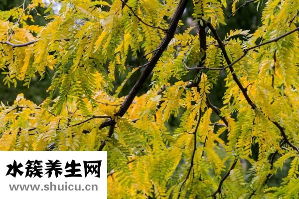 臭椿怎么吃