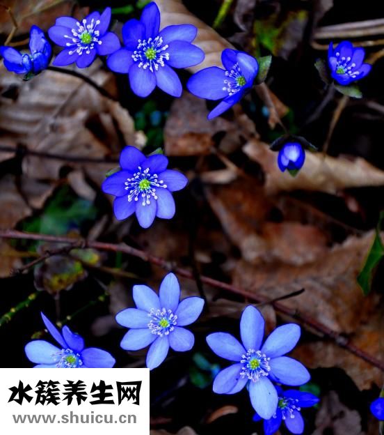 扇贝肉柱怎么洗