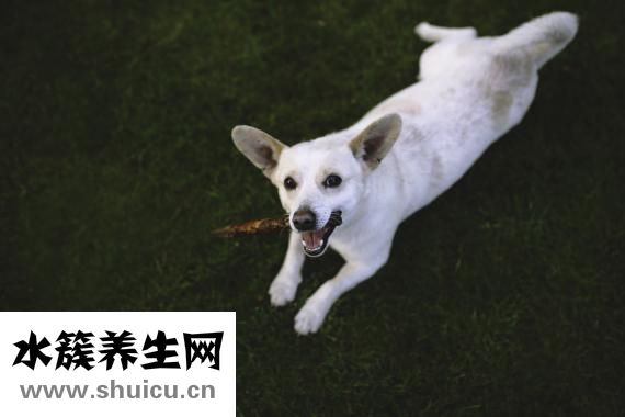 泰迪狗拉血怎么办